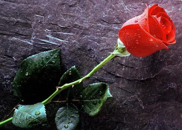 Роза: символ любви и смерти