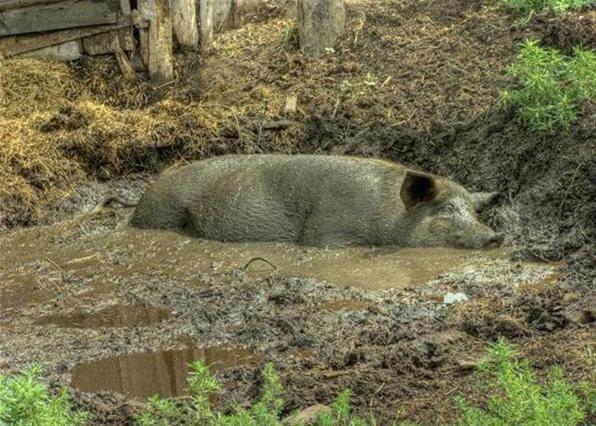 Почему свиньи любят грязь?